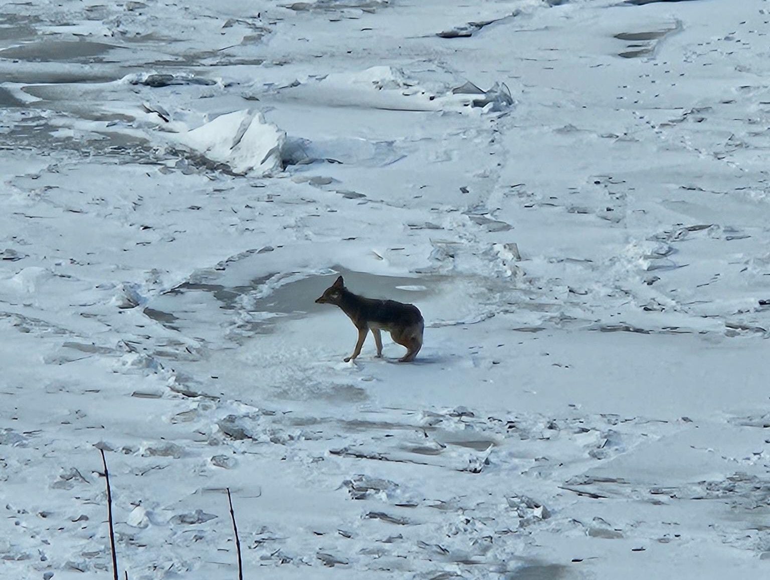 Bellevue Police spot snoozing coyote on Ohio River ice